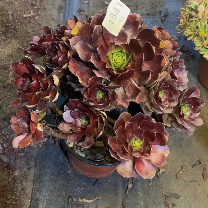 张***菊黑寡妇多肉断头不包1841