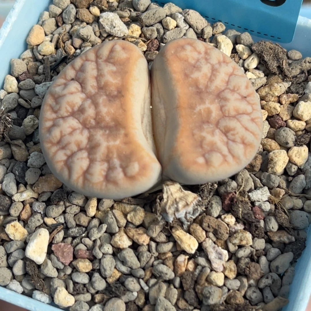 2335山脉拿铁一颗