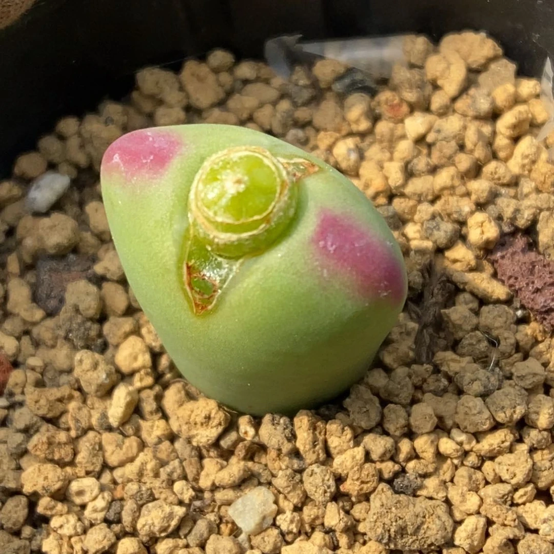 多肉植物肉锥杂交K-4777