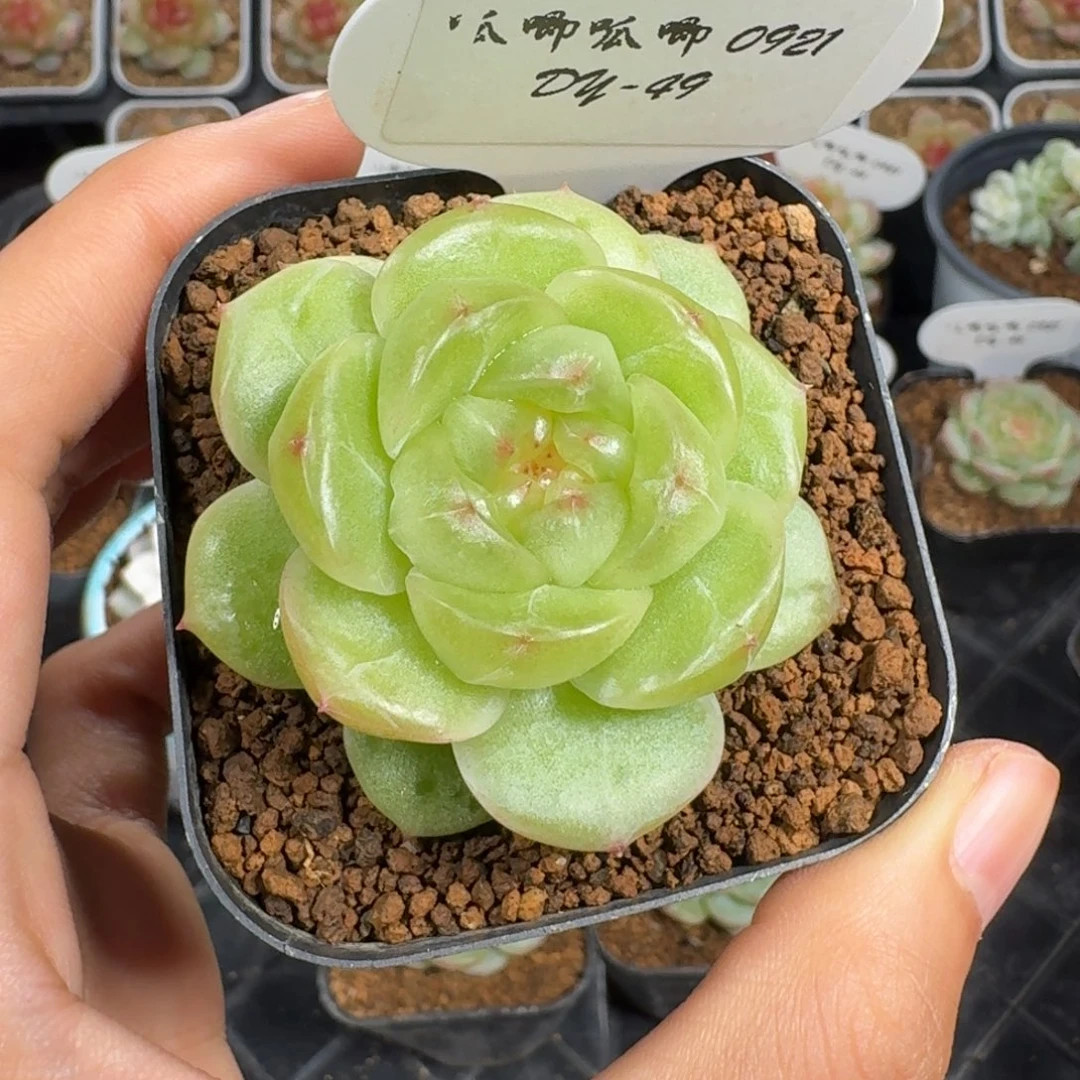 霍****0921-49-花想容单头