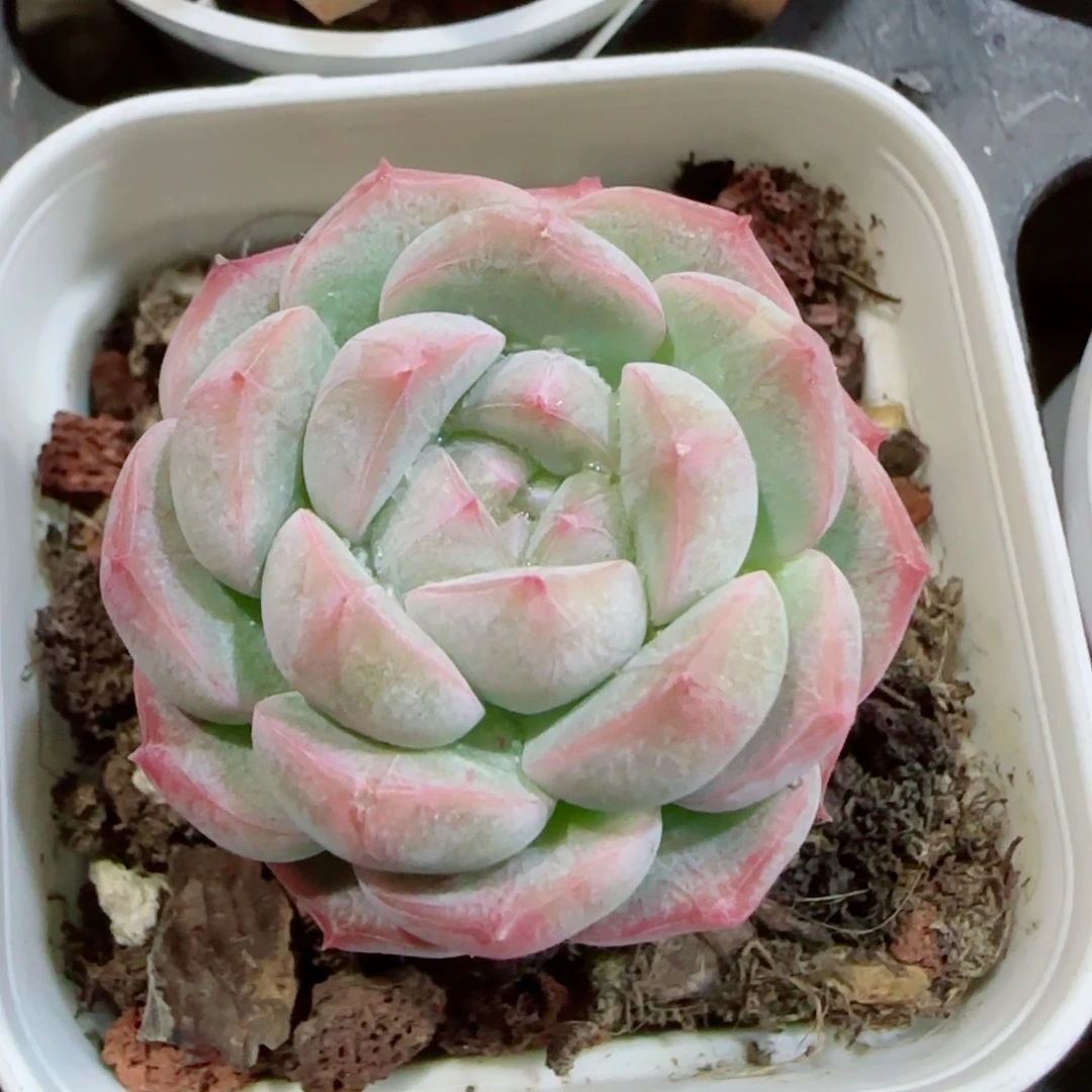 花语逸镜0327-494