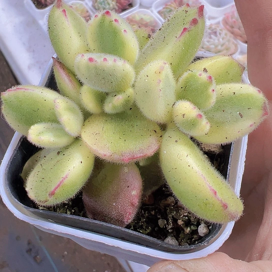 白熊19包邮植物多肉