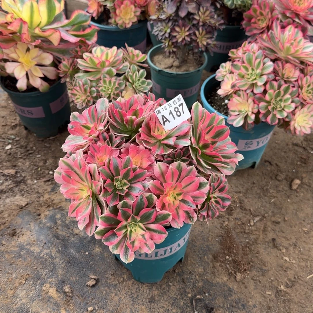 187 号一物一拍多肉18包邮花蝴蝶