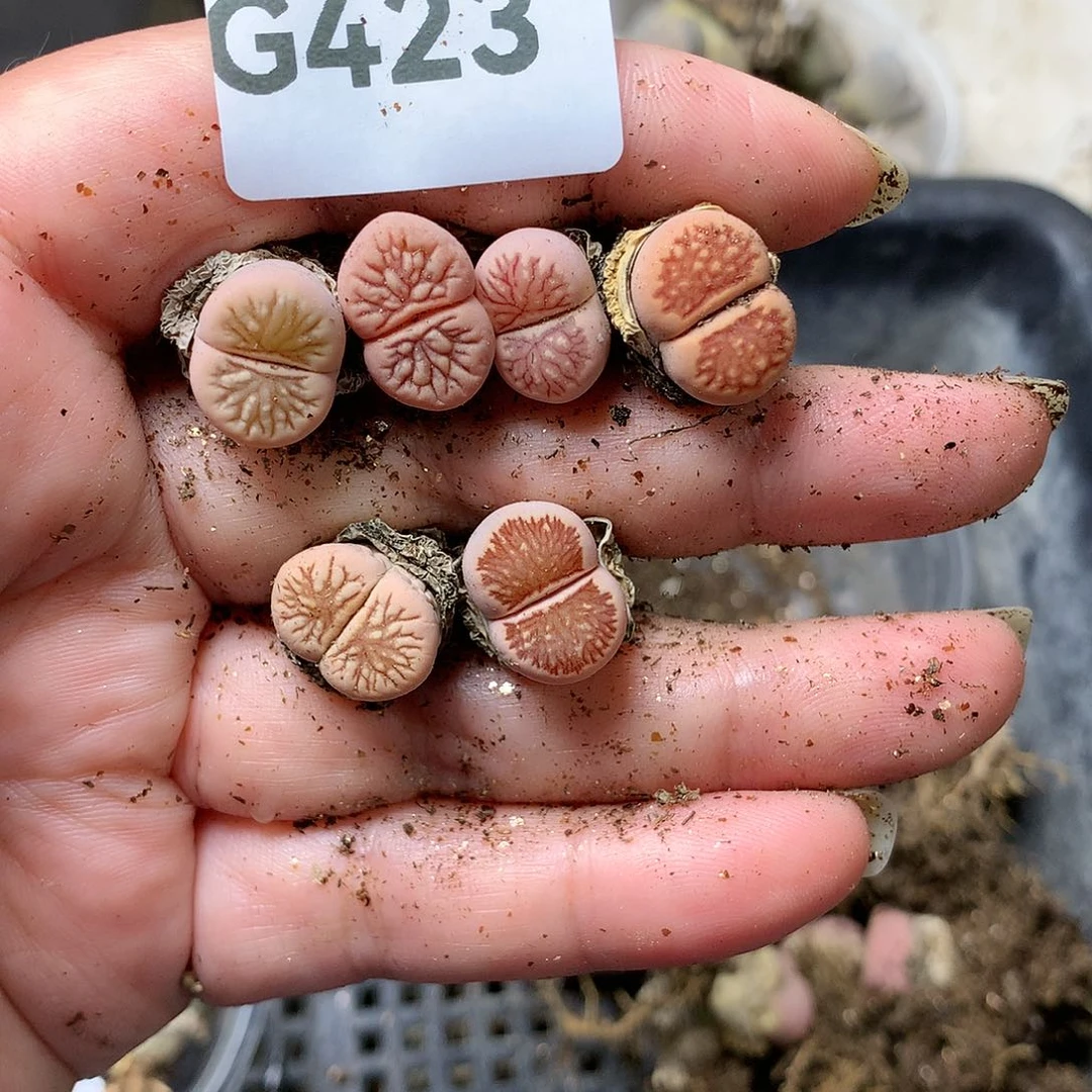 初*G423多肉植物保护