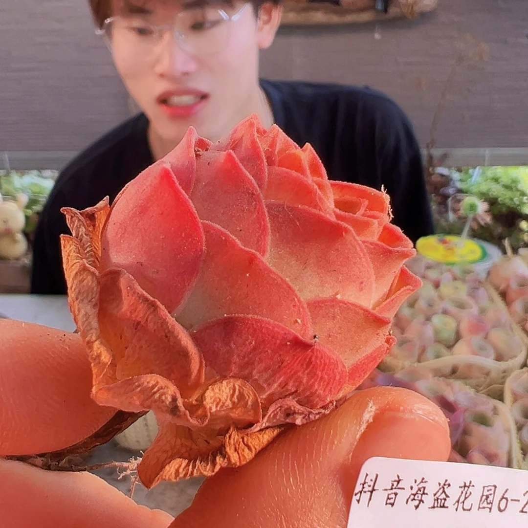 丹*?福袋 福袋 福袋。B907