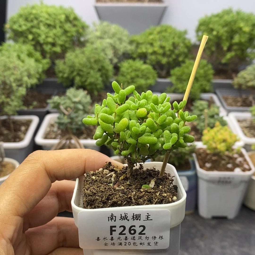 262蜜橘糖球枝干