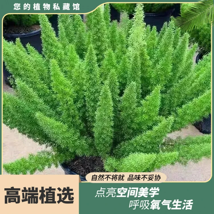 狐尾天门冬盆栽植物九尾狐庭院花园阳台绿植四季常绿高档花卉耐寒