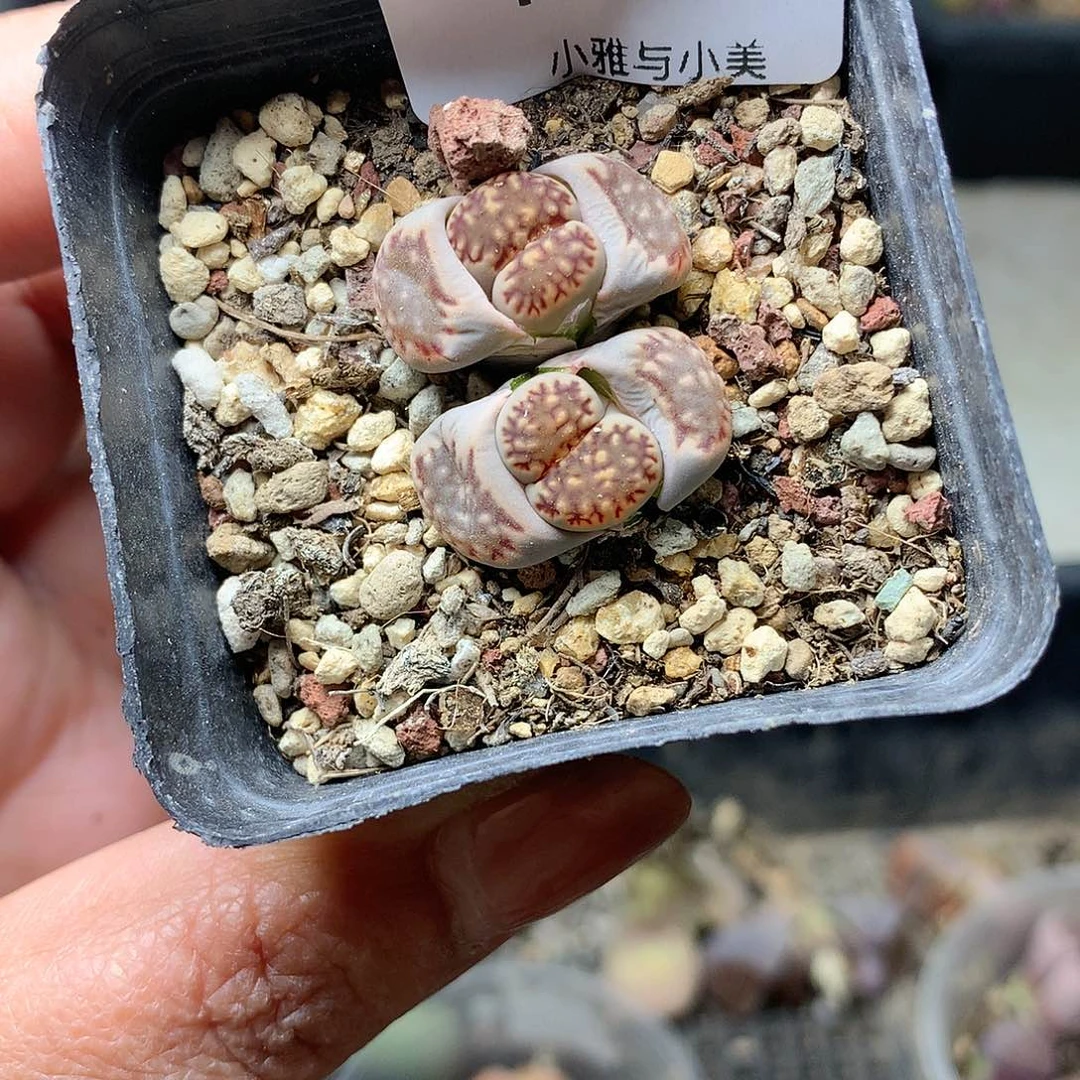 H244多肉植物保护研究所