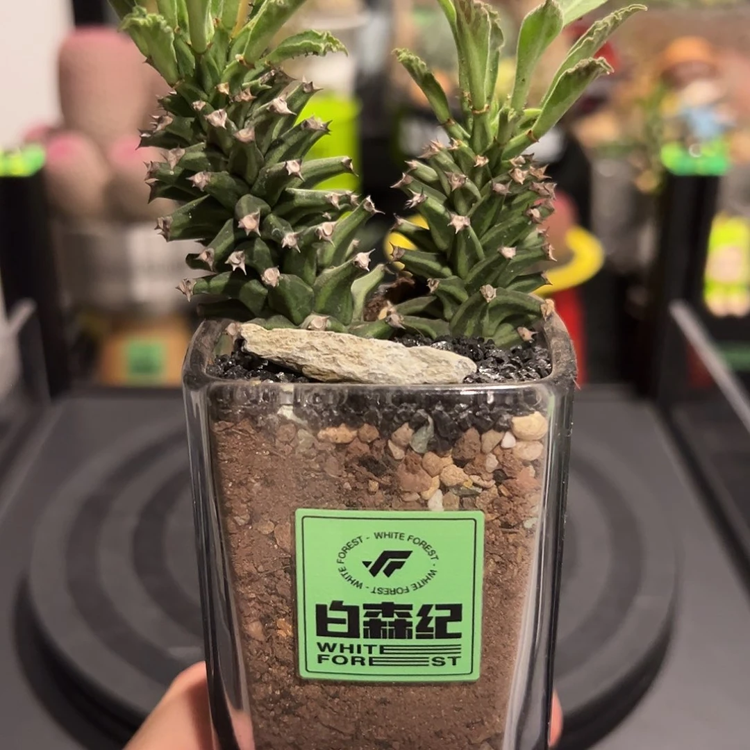福利带盆土发货，，，