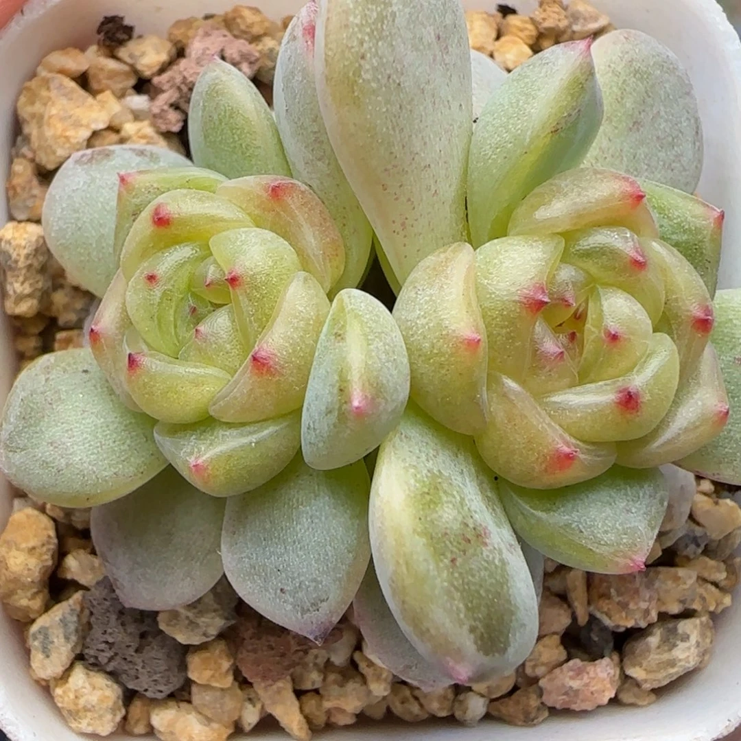 【满29包邮非偏远】021