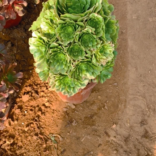 无花朵992多肉植物五彩琉璃