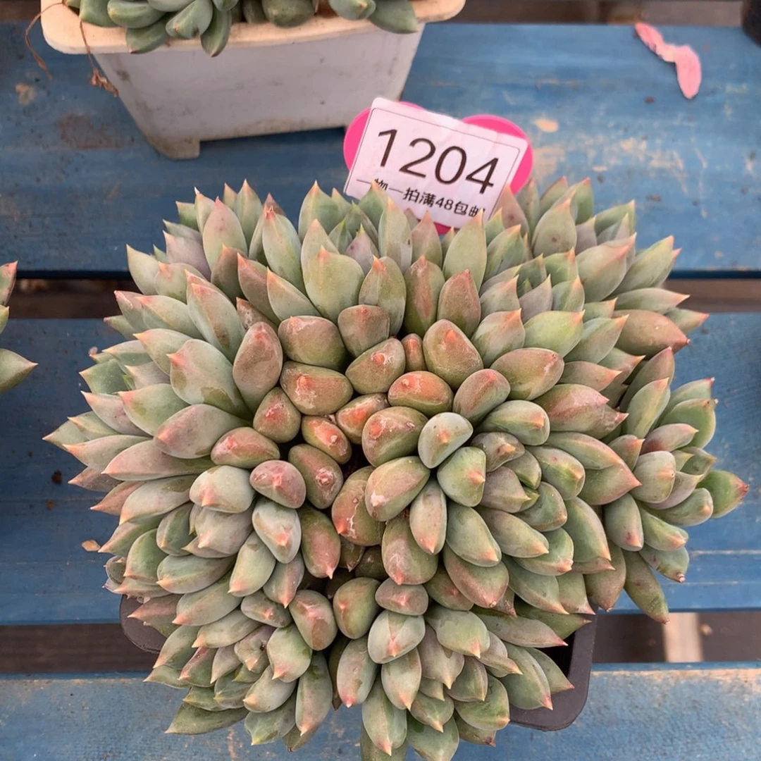 红象牙矮桩平头1204