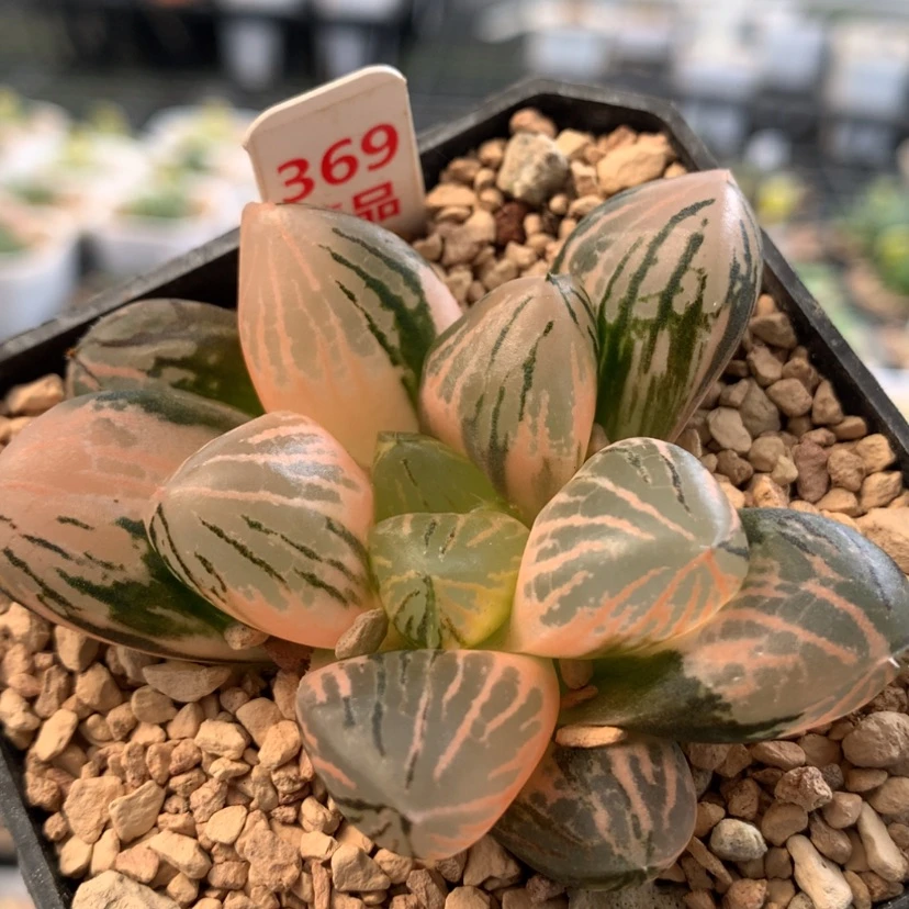【闪购商品】369玉潭寿