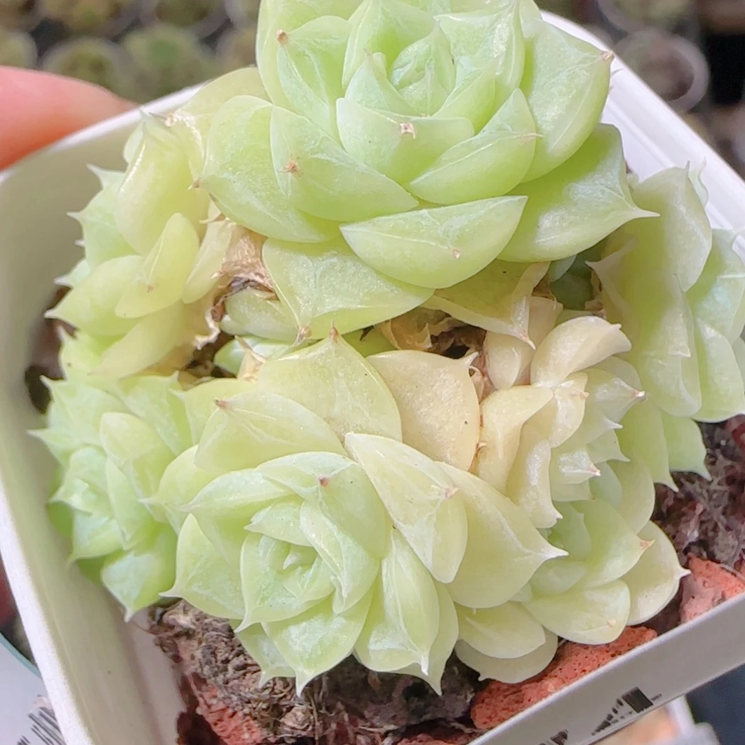 花语逸镜1102-274散