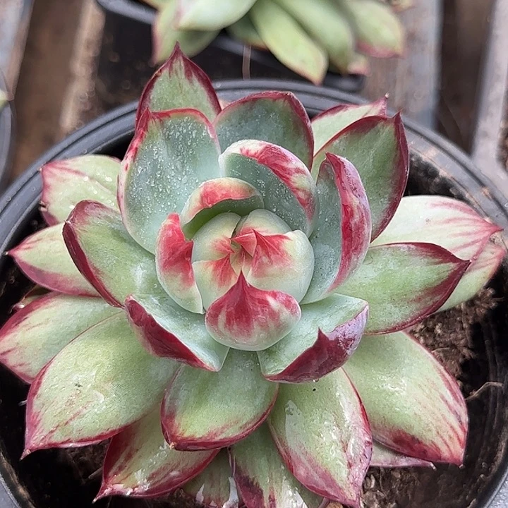 惊鸿一物一拍包装收缩花旱