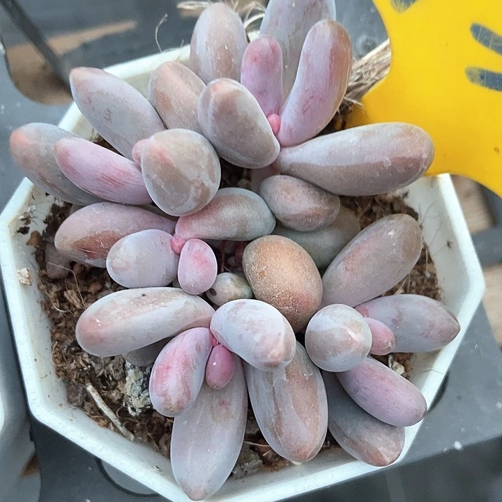 多肉植物手指935度