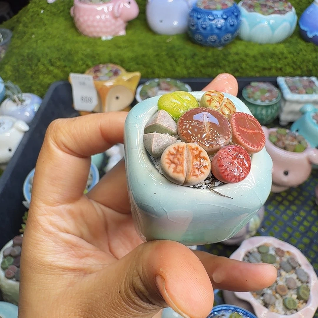 多肉植物福利冲633