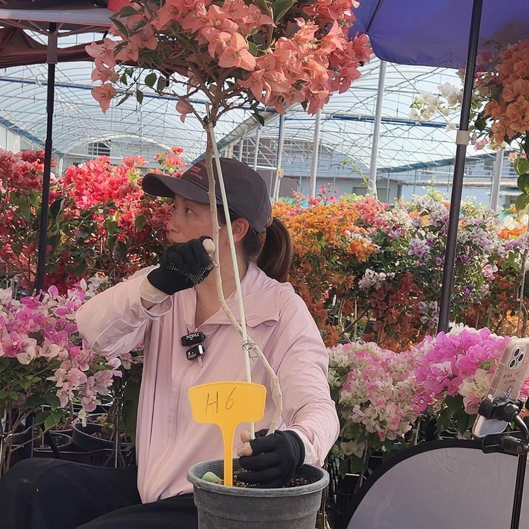 名***～大部分花苞少量开放H6卡亚塔