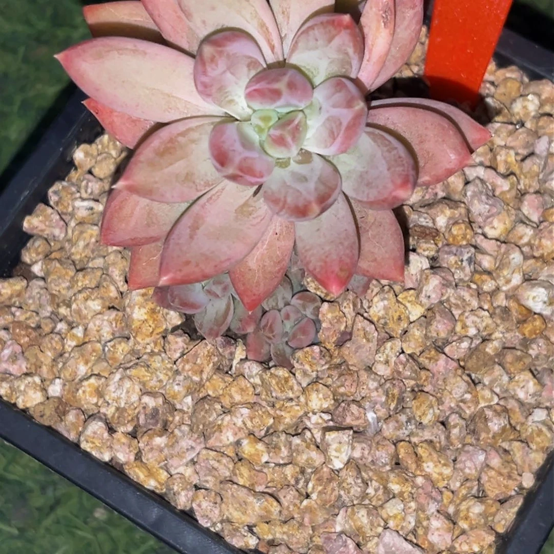 2629下午多肉植物群生