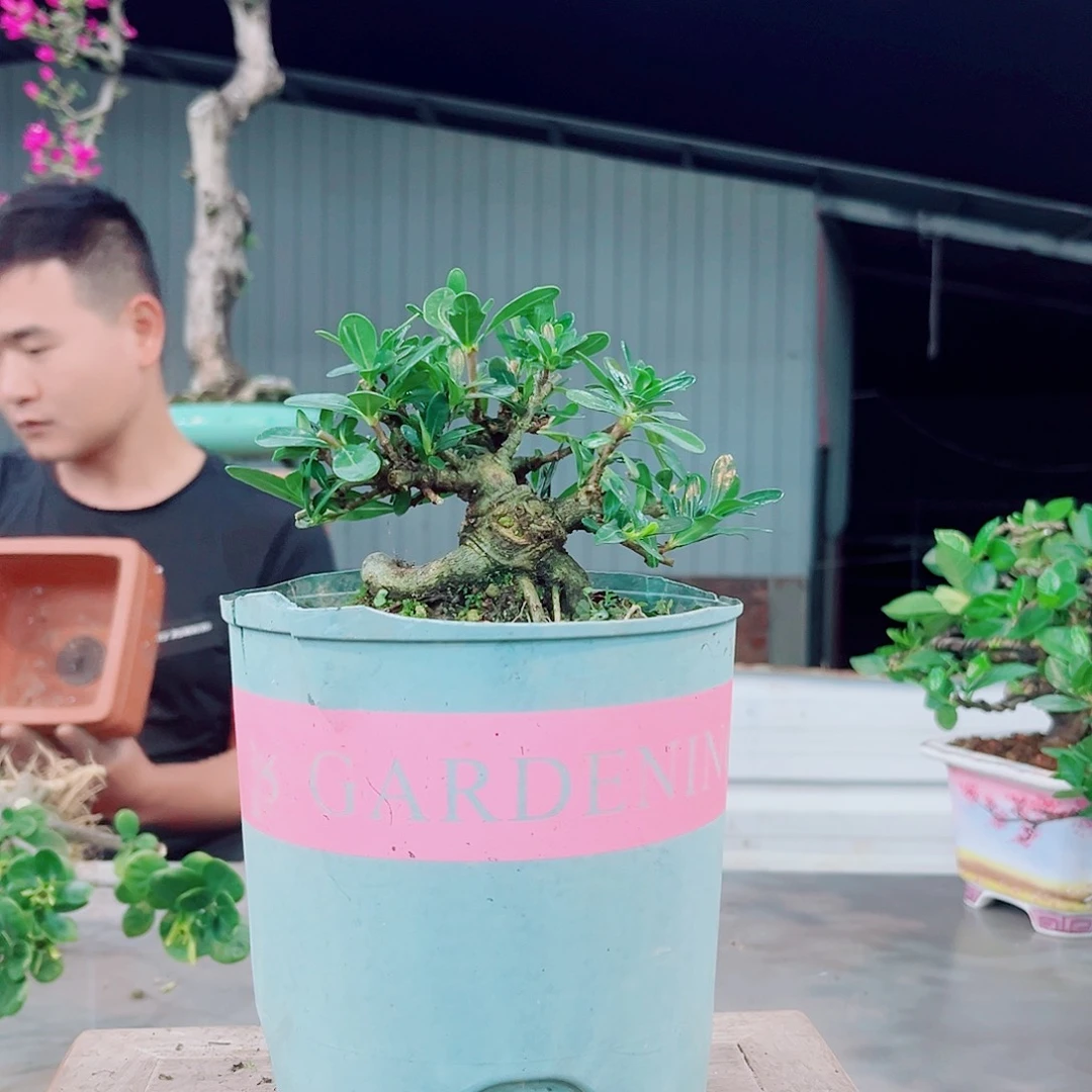 K***6腊玉栀子花花花花