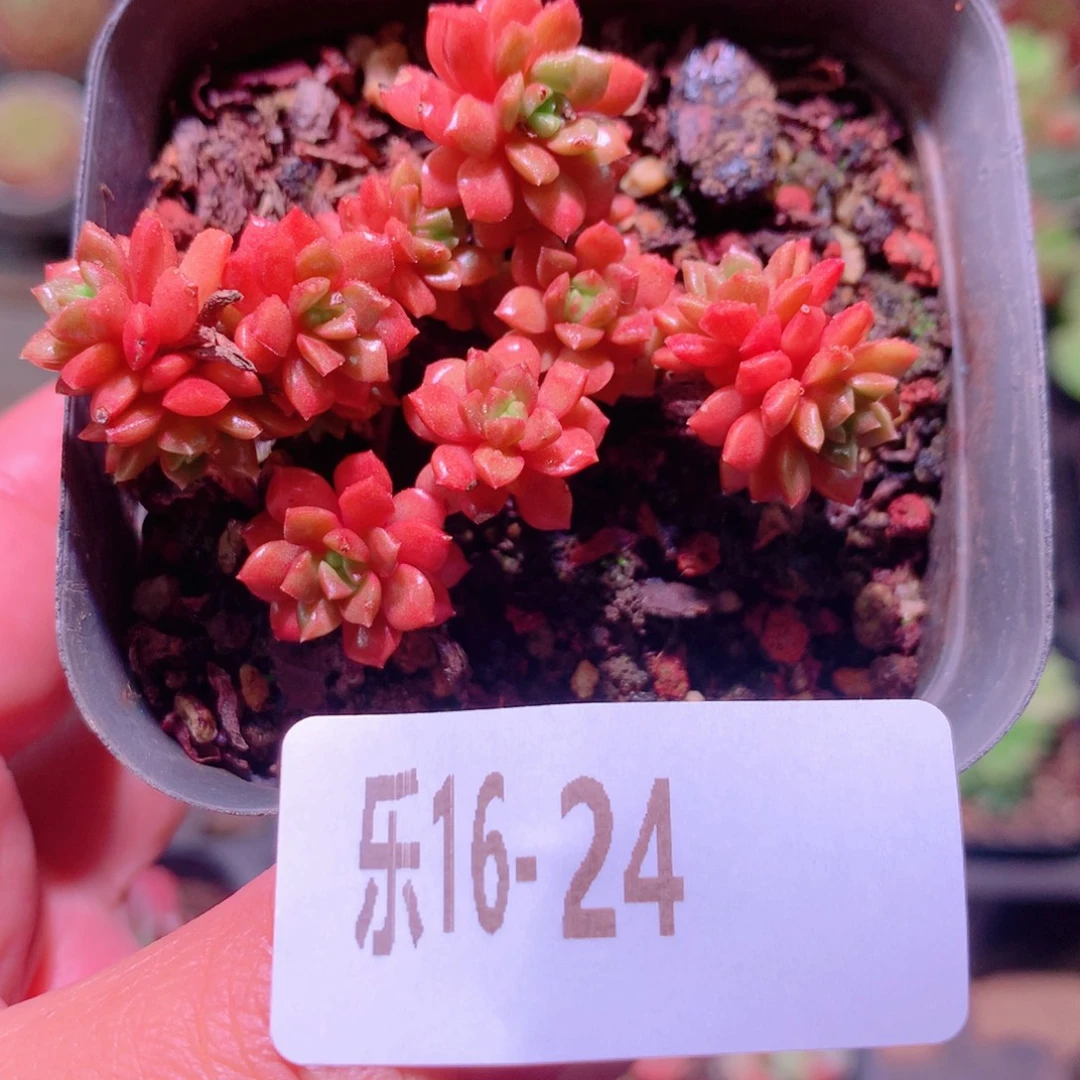 乐然16-24 小玉群