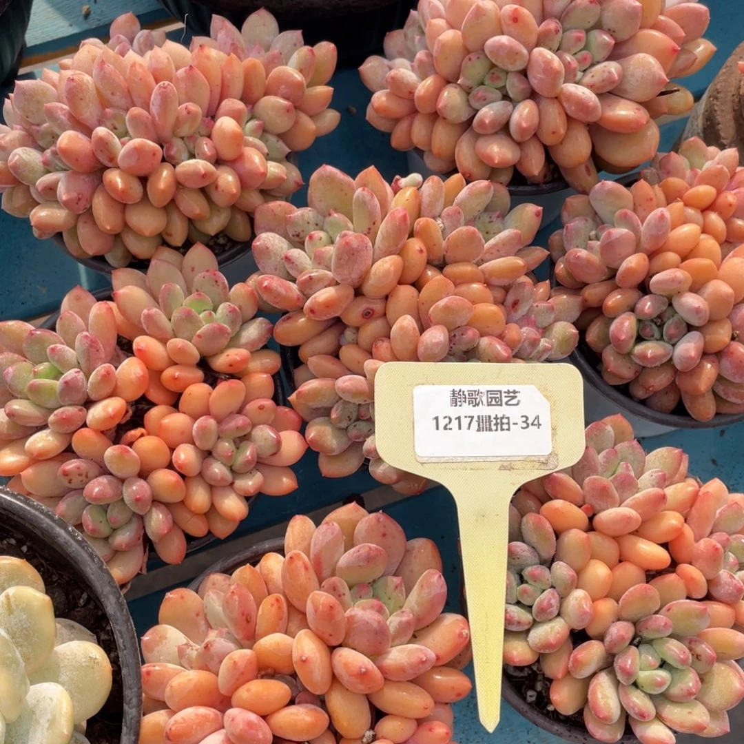 1217–34-香芋美人群一颗量拍