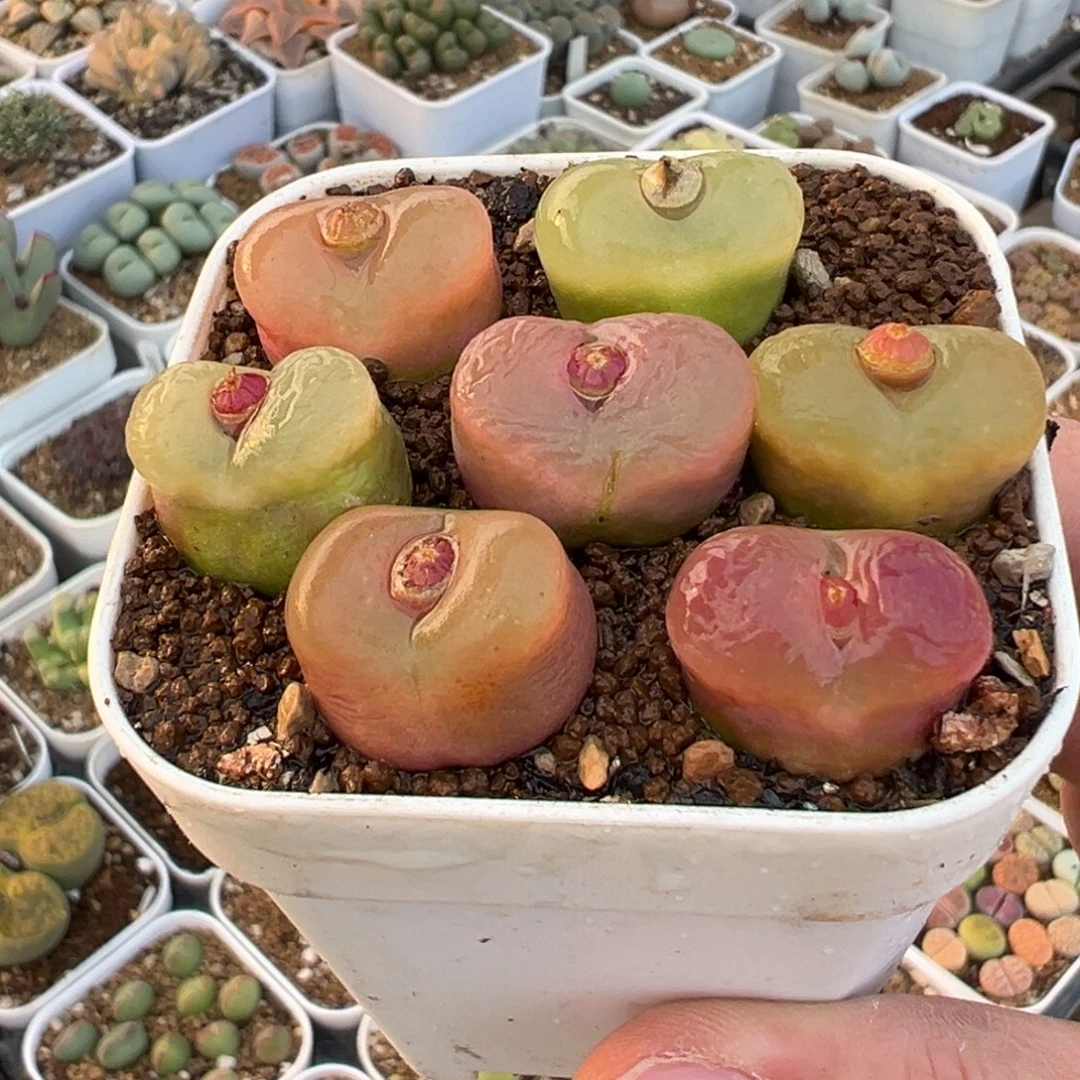 荔枝毛多肉植物百科