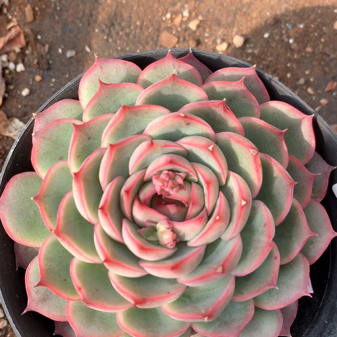 4071杂交多肉植物基地