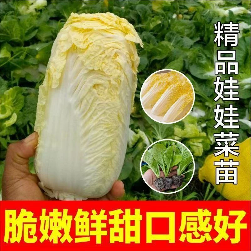 秋冬季菜园庭院种植蔬菜苗子穴盘育苗秧苗黄心大白菜秧苗带土发货
