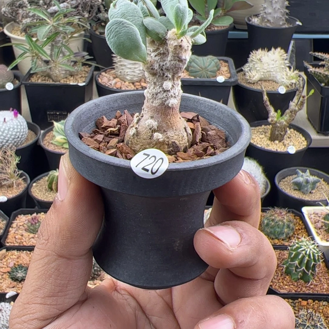 恩特美厚敦菊一物一拍720