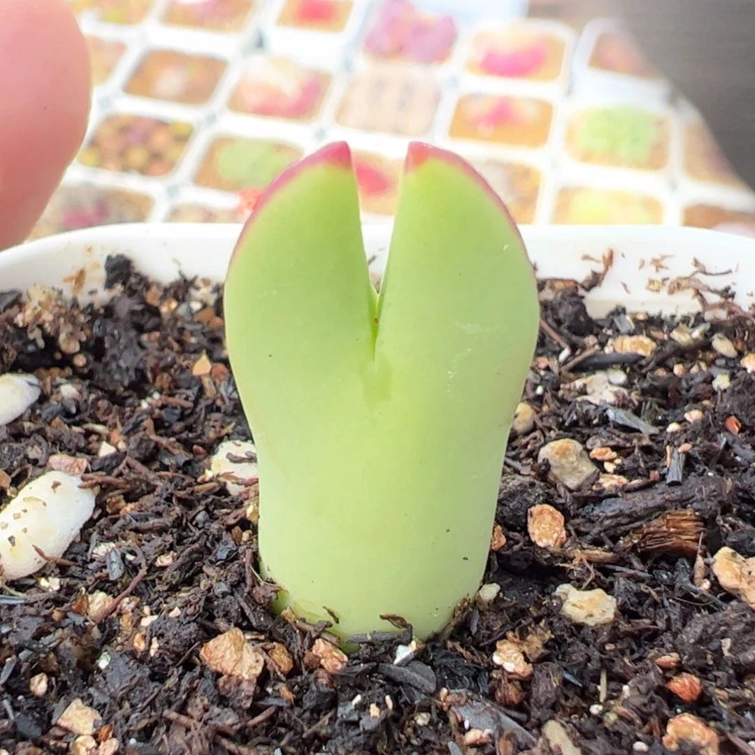 072多肉植物百科