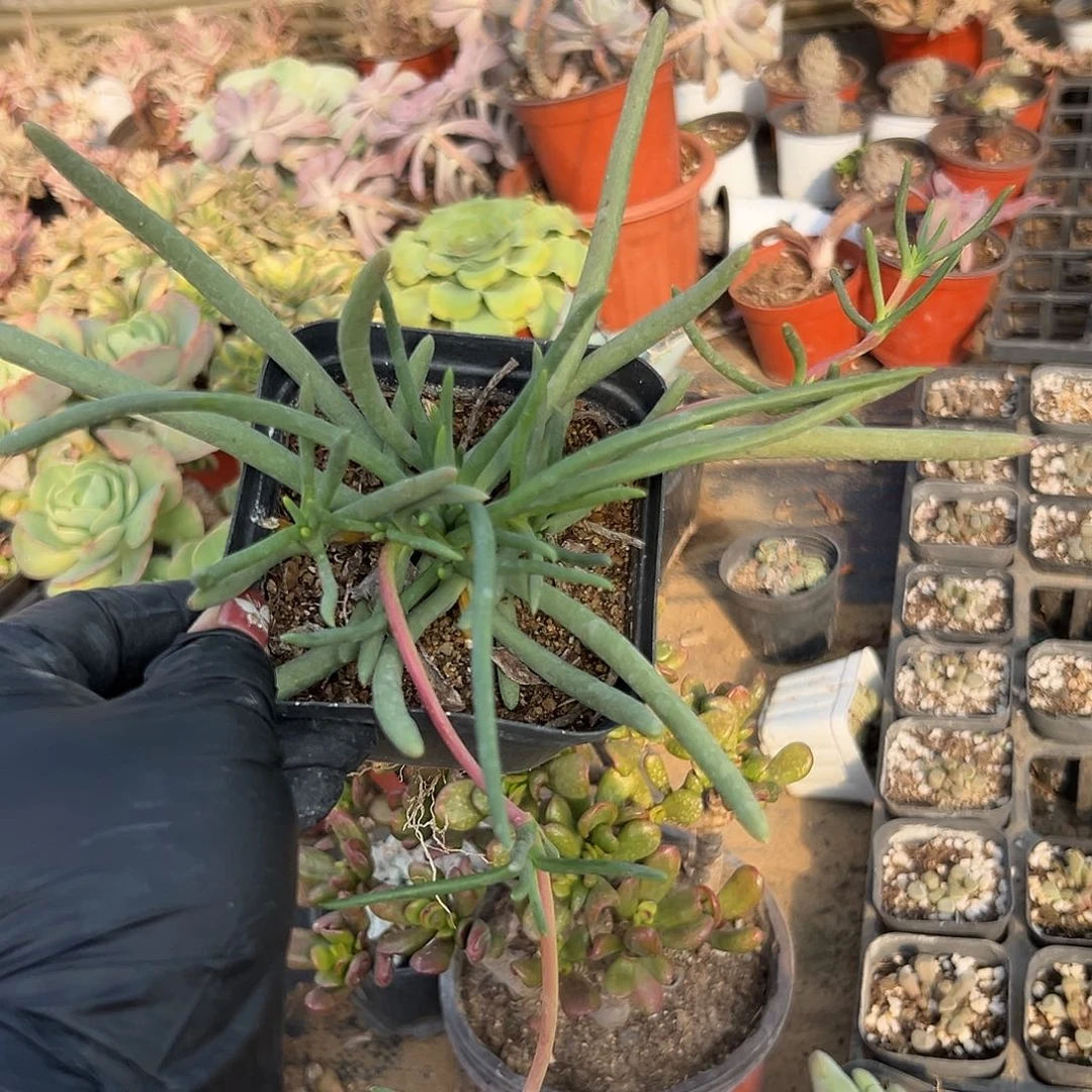 多肉植物海葵开花