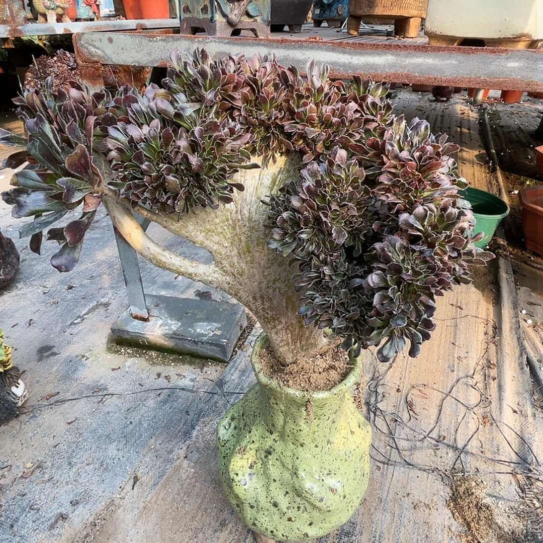 【闪购商品】无花朵妖***巴灰发