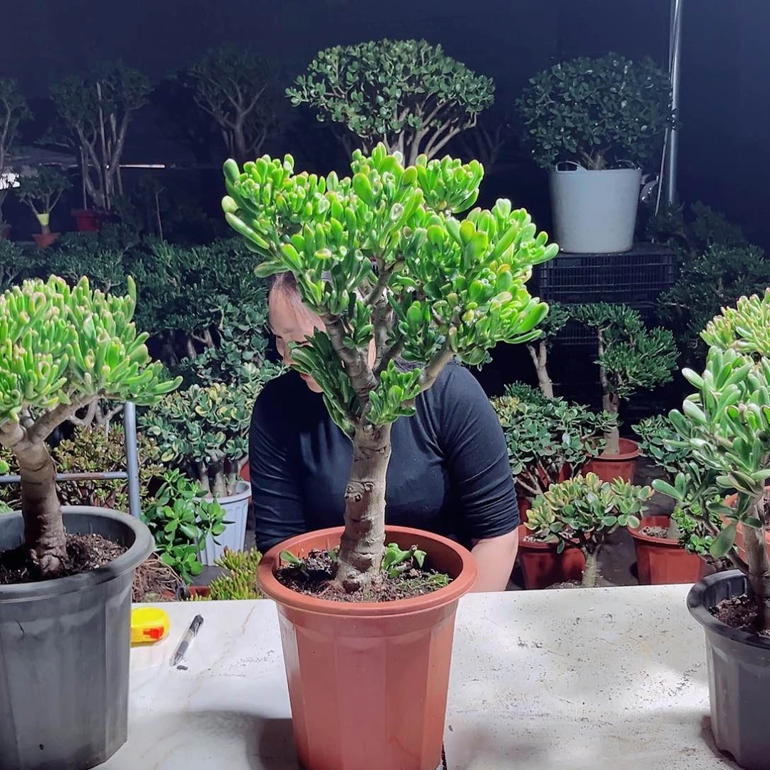 吸财150花了咯哎古屯