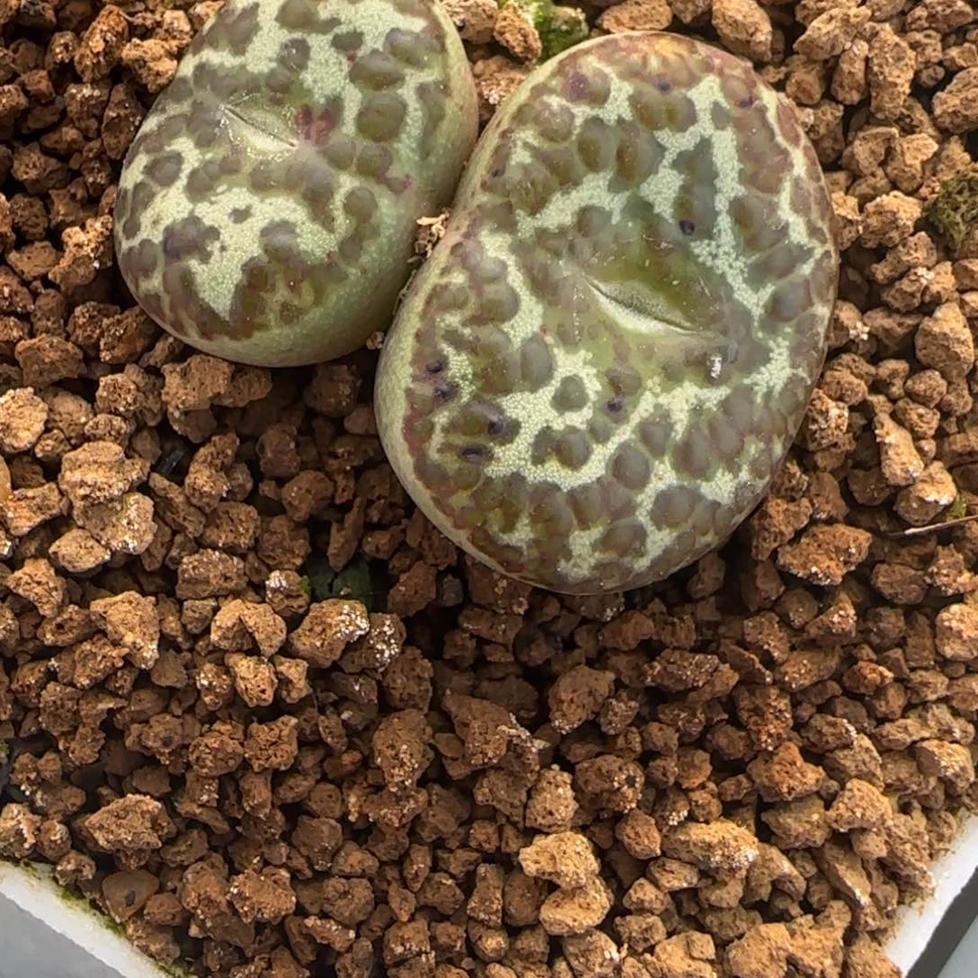 新年快乐多肉送福111