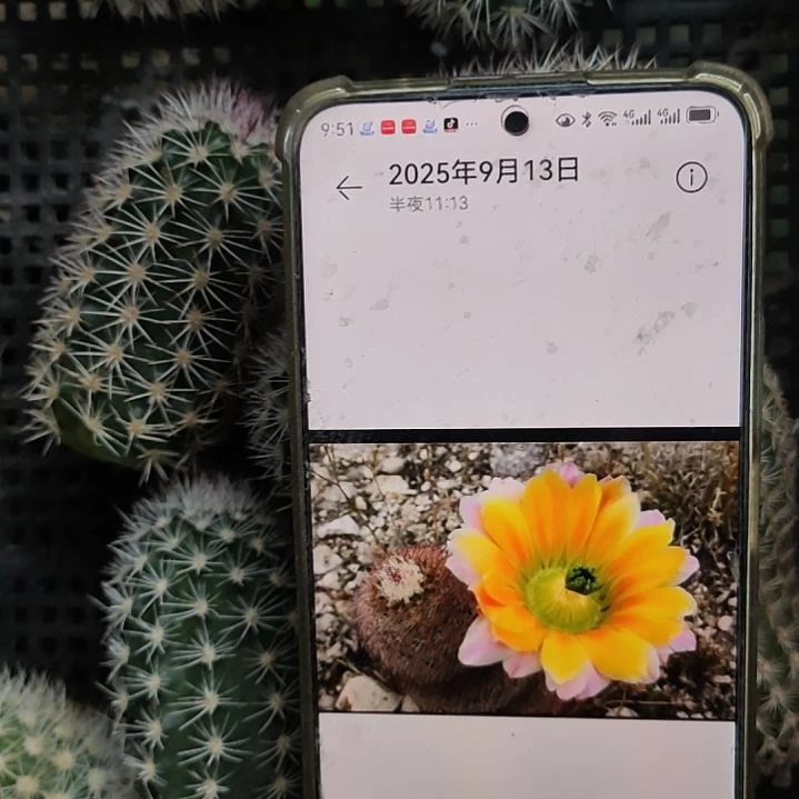 仙人球中刺御旗侧芽