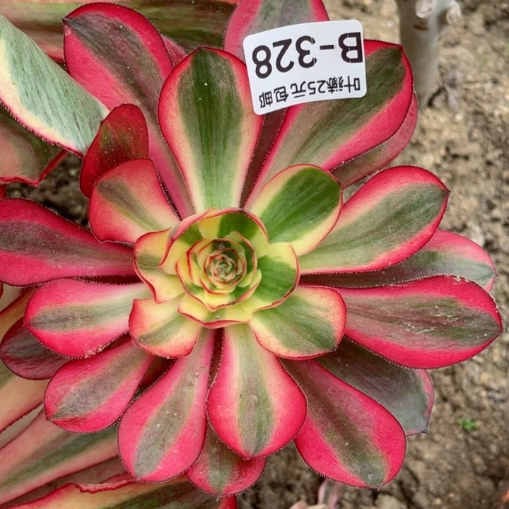 328余幅白多肉112345678