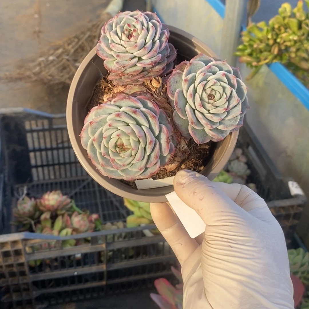 3773天鹅绒一物一拍