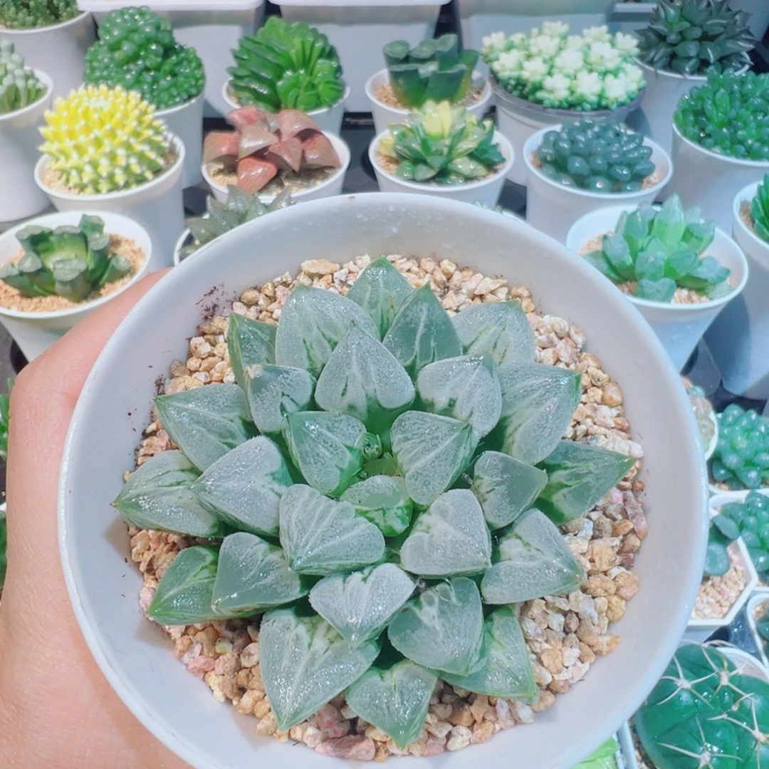 福利、爱心寿多肉多肉