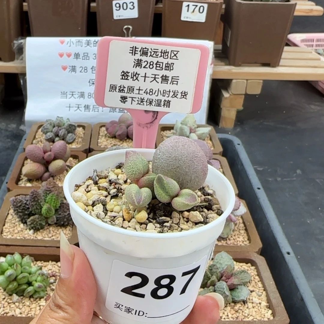香*287实生多肉植物