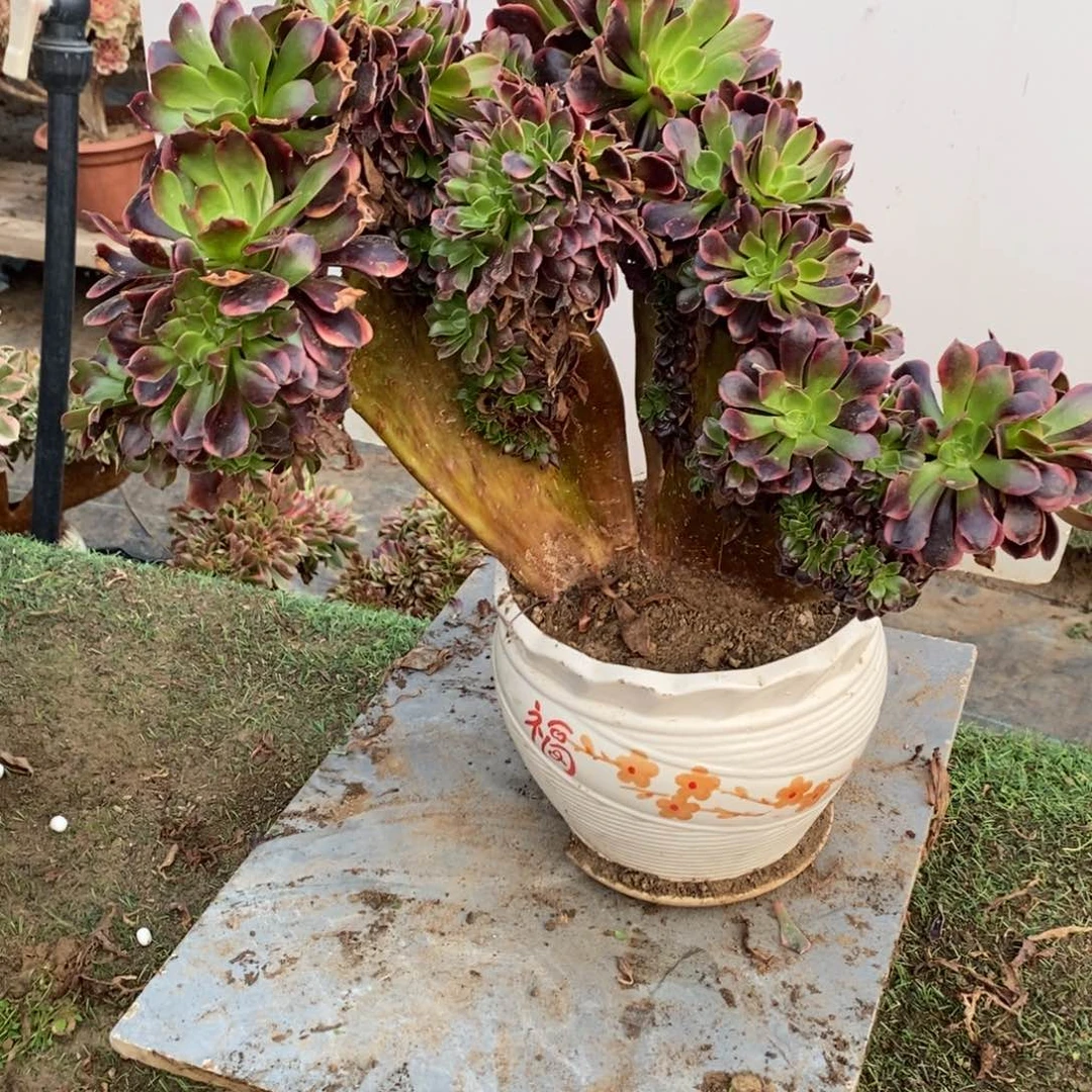 0672号欧嘉莉缀化1颗