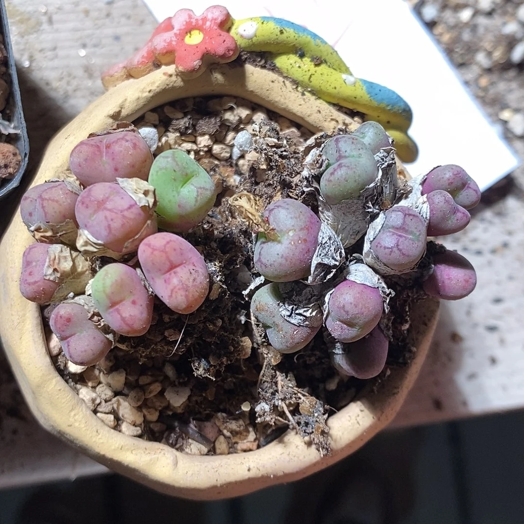 4357。 两颗猴脸。