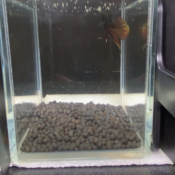 斗鱼泰国斗鱼447号