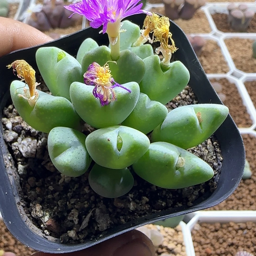 哈哈哈哈哈哈哈55688