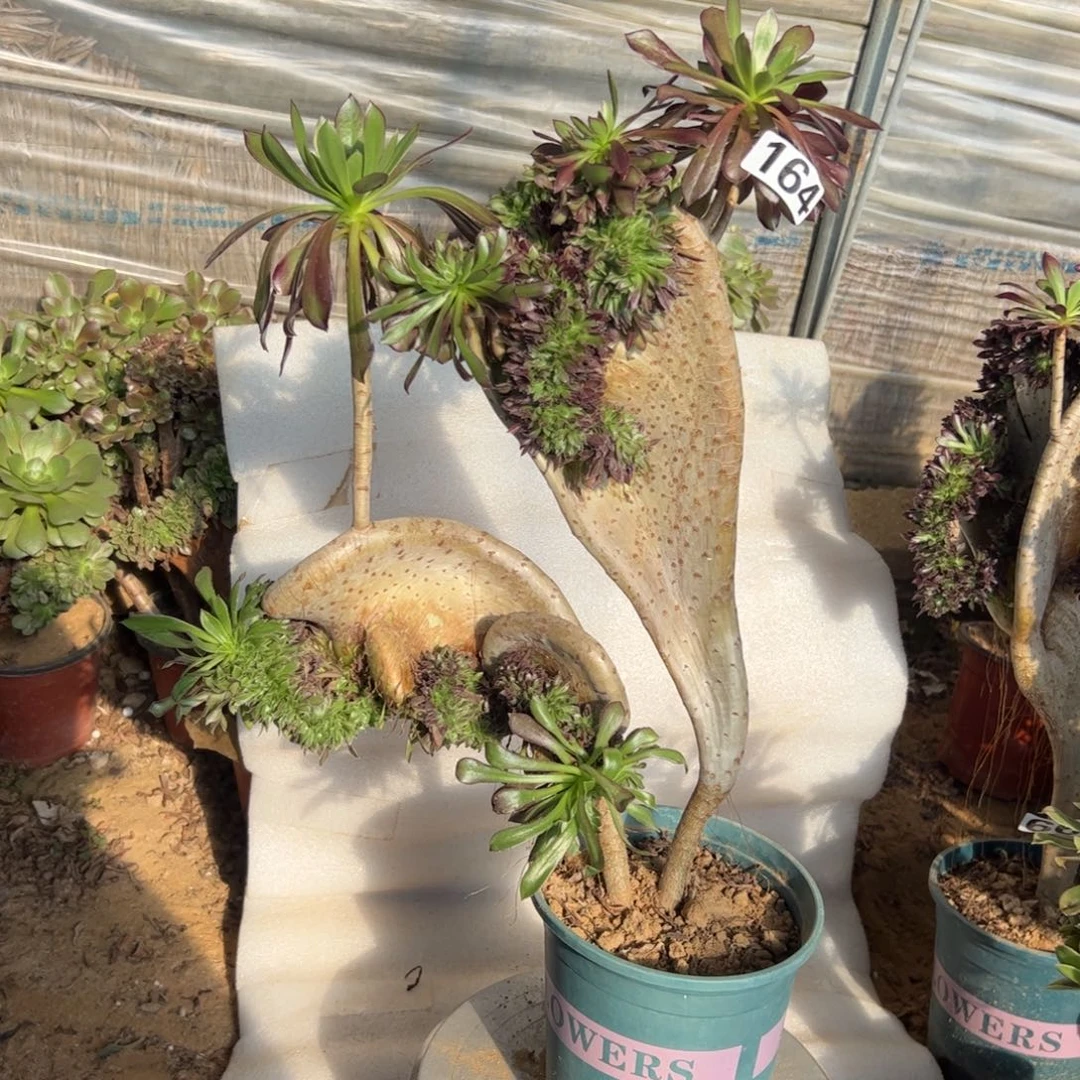 微瑕疵黑缀164高度43厘米