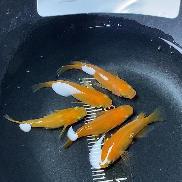 青鳉鱼红帝短球一组81号