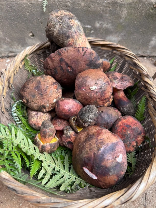 云南新鲜见手青牛肝菌特色食用网红变色蘑菇山珍食材