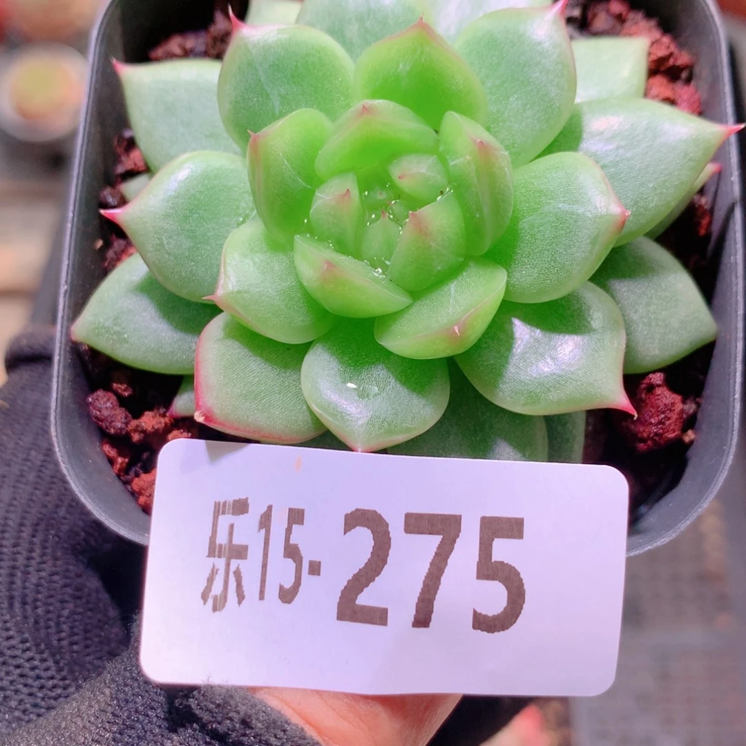 乐然15-275 新品单头
