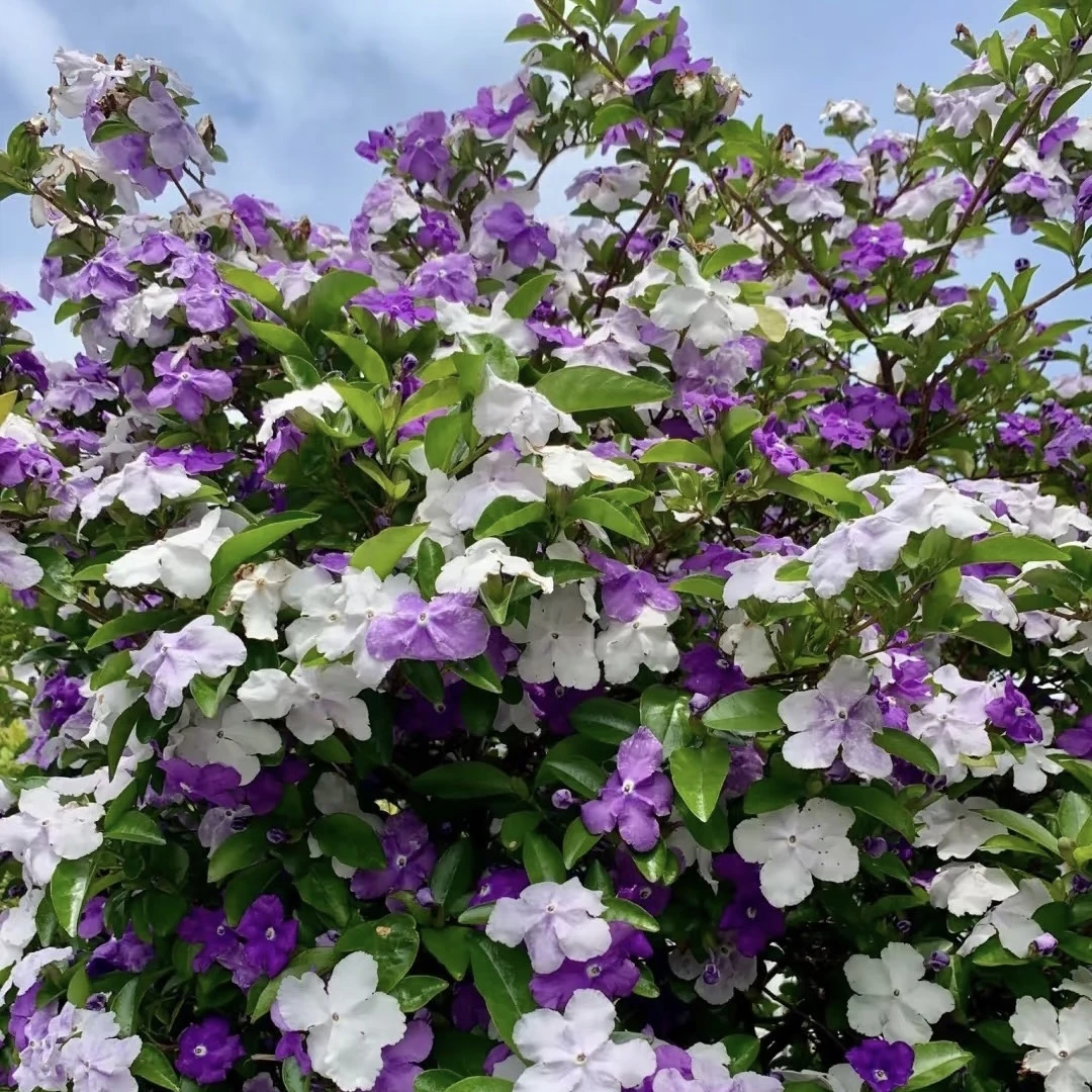 鸳鸯茉莉丛生庭院花镜花卉绿植植物清香新手易养护爆花强喜水