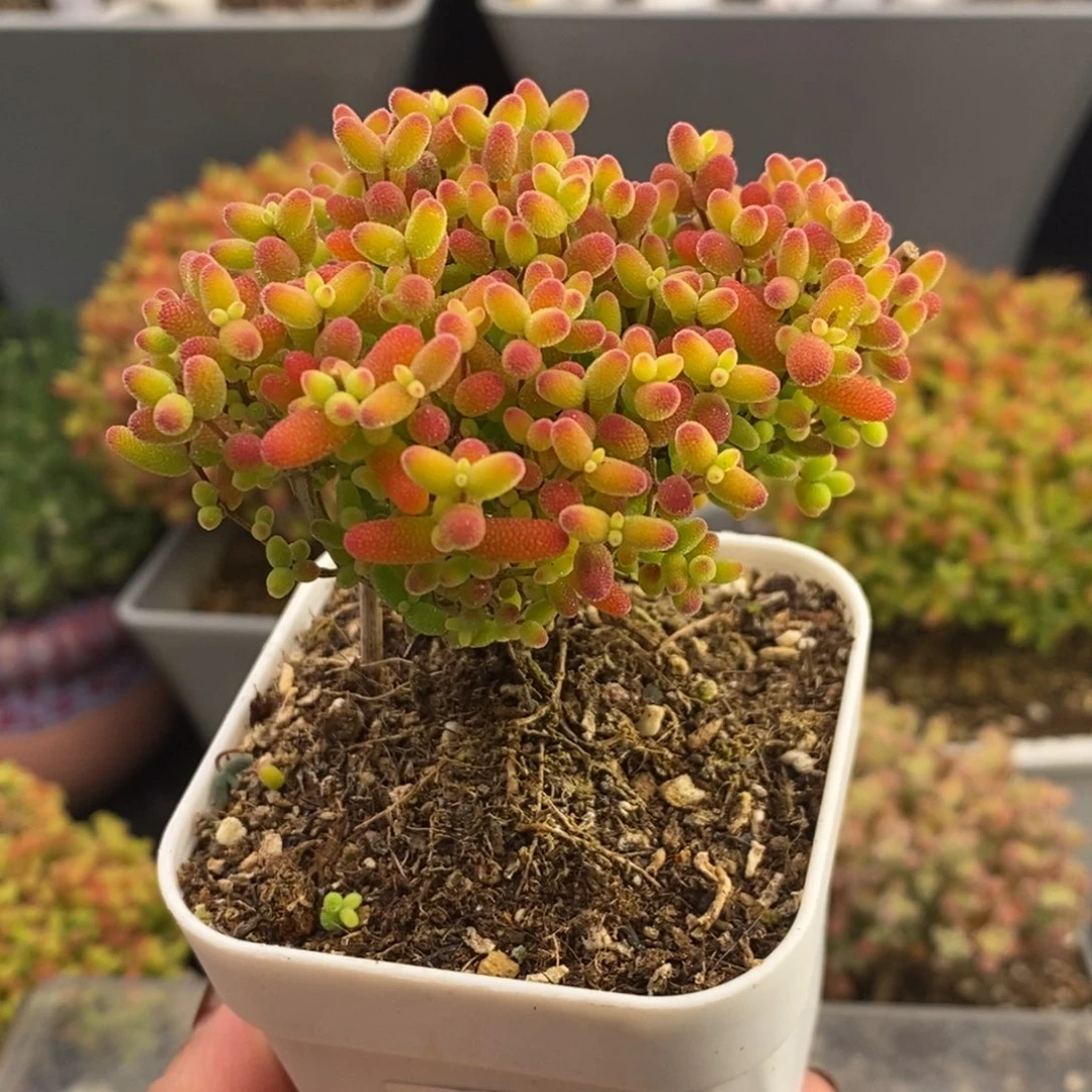 完全开放54号蜜橘糖球（6.5cm）